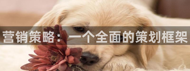 必赢公司