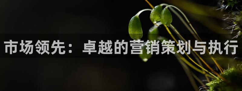 必赢网站是多少啊